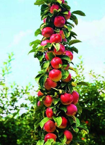 🍎🍎SCARLET SENTINEL COLUMNAR APFELBAUMSAMEN