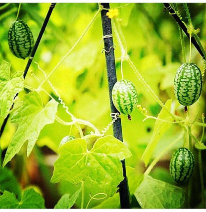 SELTENER DAUMENWASSERMELONENSAMEN🥰