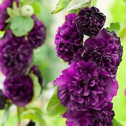 🔥Heißer Verkauf🔥Bunte Doppelte Hollyhock-Samen