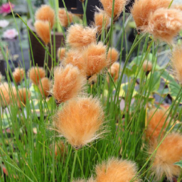 🔥Baumwollgras/Eriophorum russeolum Saatgut