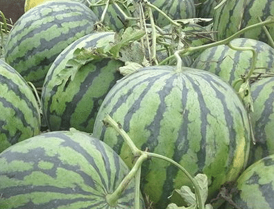 🍉🍉Rotfleischige, dünnhäutige, süße Wassermelone