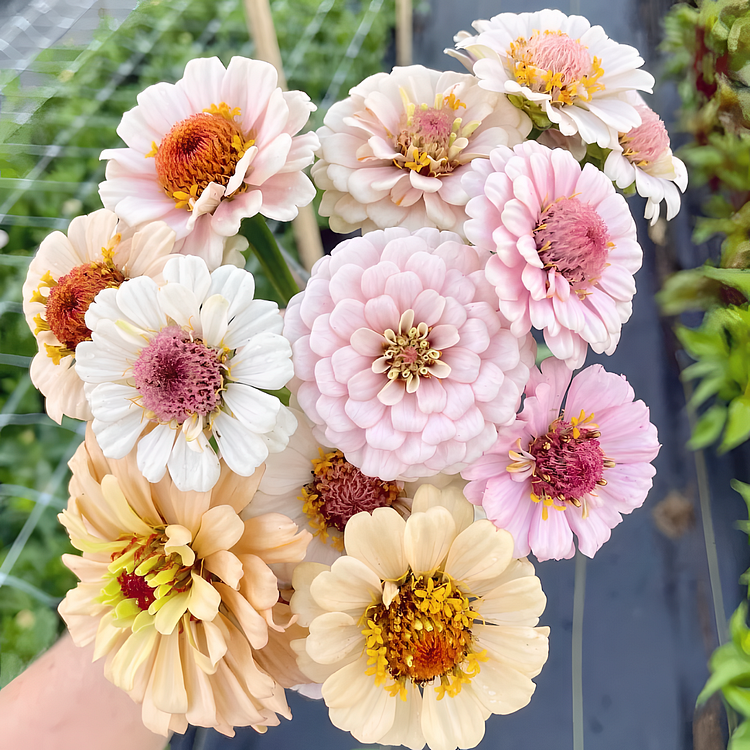 😍😍Mehrfarbige Zinnien