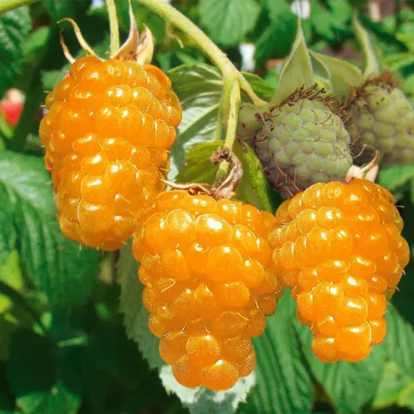 SEHR SELTENE SAMEN Golden Black Raspberry „Goldenberry“ Yellow Black Caps