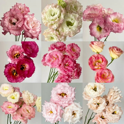 🌼LETZTER TAG DES VERKAUFS - 50 % RABATT - Bezaubernder Duft! 🌈 Gemischte Lisianthus-Samen-Gruppe.