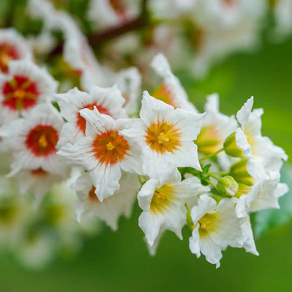 🎉Bis zu 50% Rabatt - Xanthoceras sorbifolium Samen 🌸