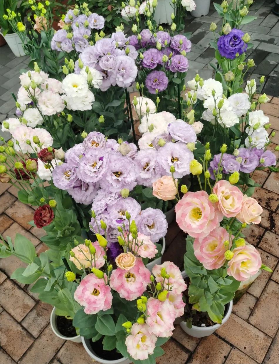 🌼LETZTER TAG DES VERKAUFS - 50 % RABATT - Bezaubernder Duft! 🌈 Gemischte Lisianthus-Samen-Gruppe.