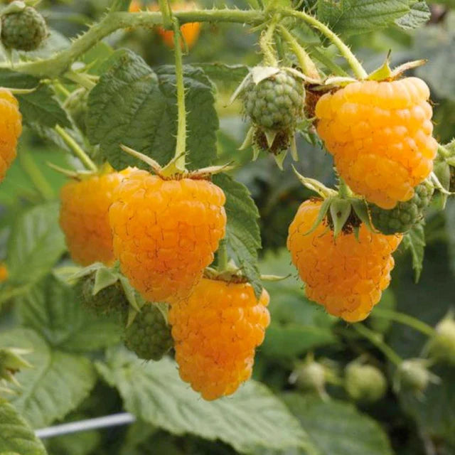 SEHR SELTENE SAMEN Golden Black Raspberry „Goldenberry“ Yellow Black Caps