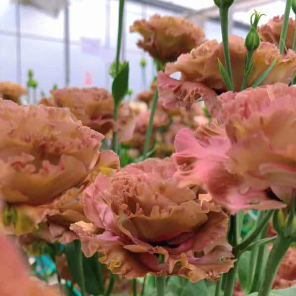 Bezaubernder Duft! 🌈 Gemischte Lisianthus-Samengruppe