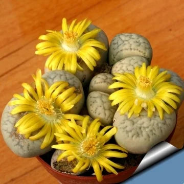 Kreieren Sie Ihren eigenen einzigartigen Garten🌾🌾Organische Lithops-Samen