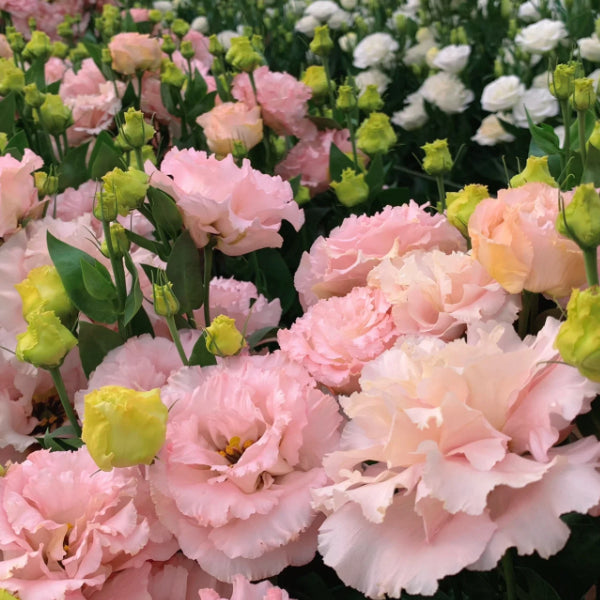 Bezaubernder Duft! 🌈 Gemischte Lisianthus-Samengruppe