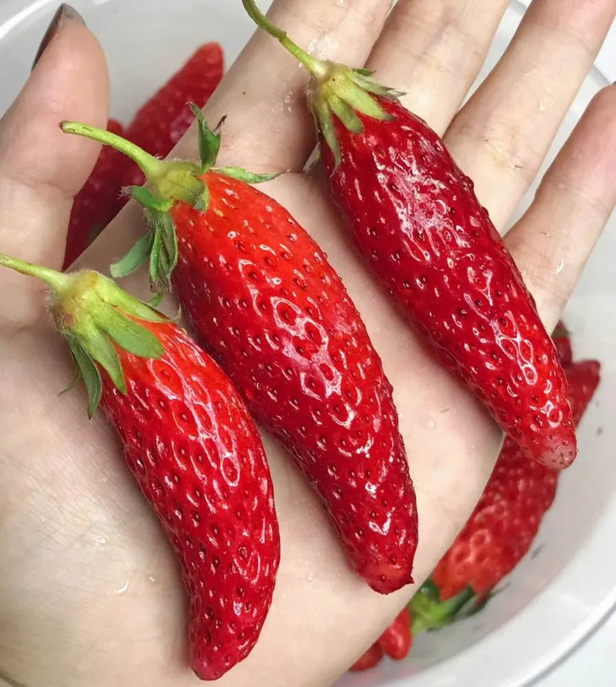 Supersüße Erdbeersamen in Chili-Form🍓