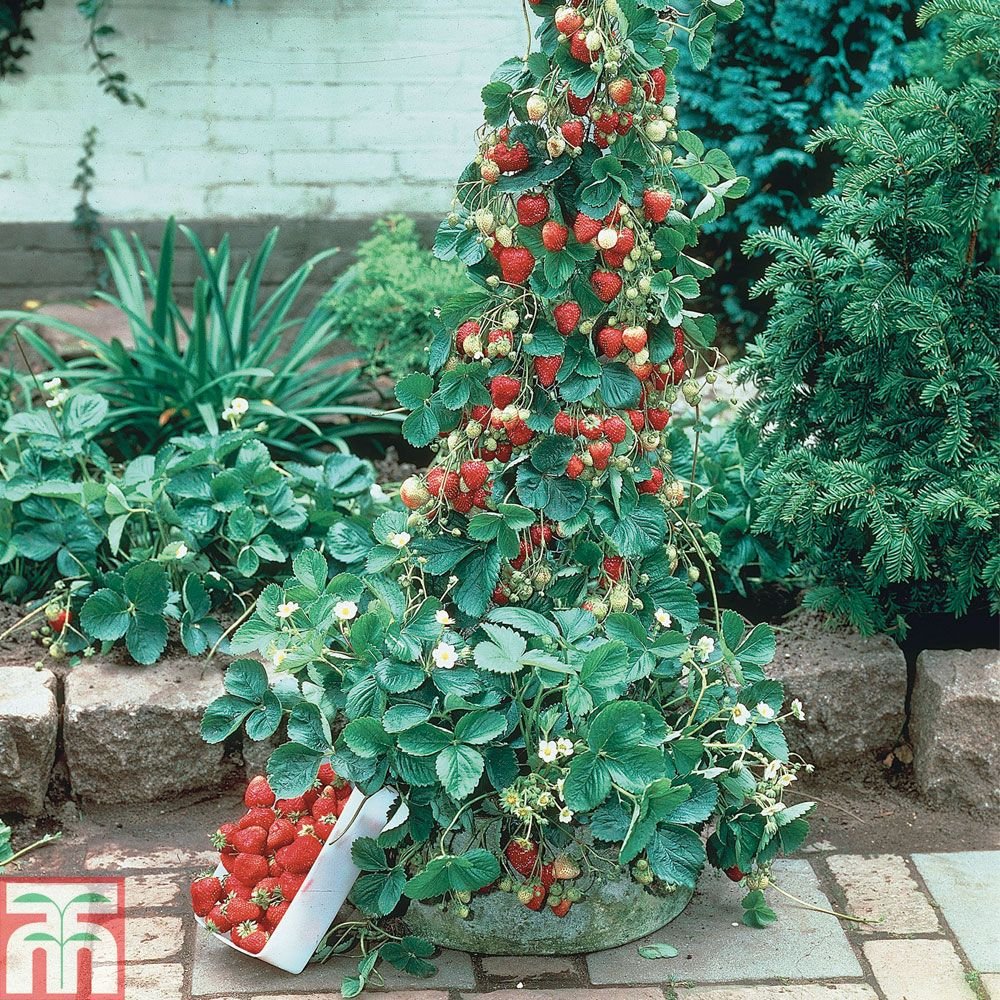 🎉🎉KLETTERENDE ERDBEERBAUMSAMEN