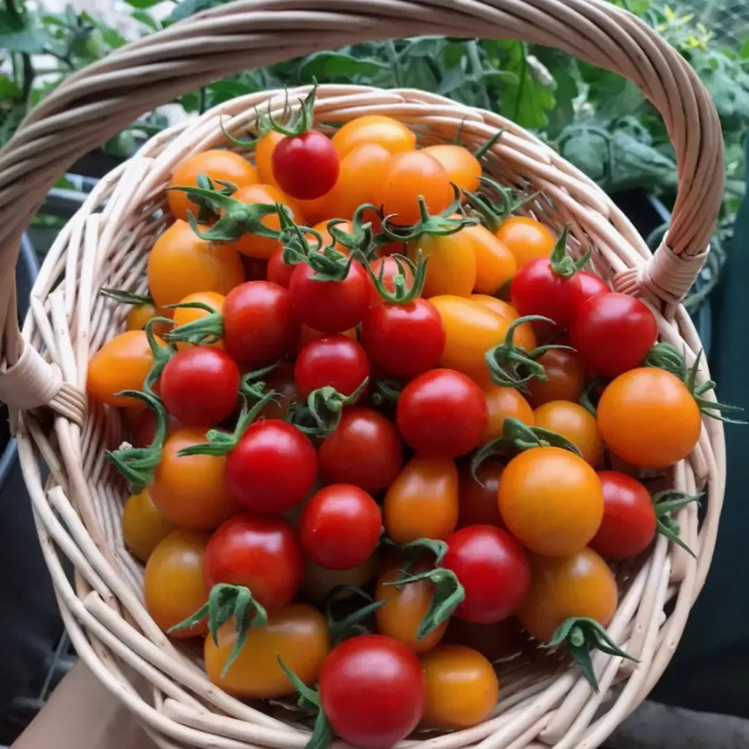 Gemischte rote/gelbe Bonsai-Kirschtomatensamen