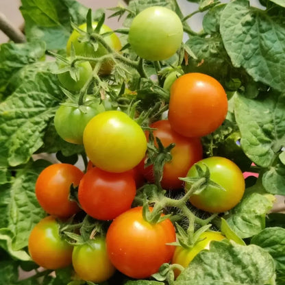 Gemischte rote/gelbe Bonsai-Kirschtomatensamen