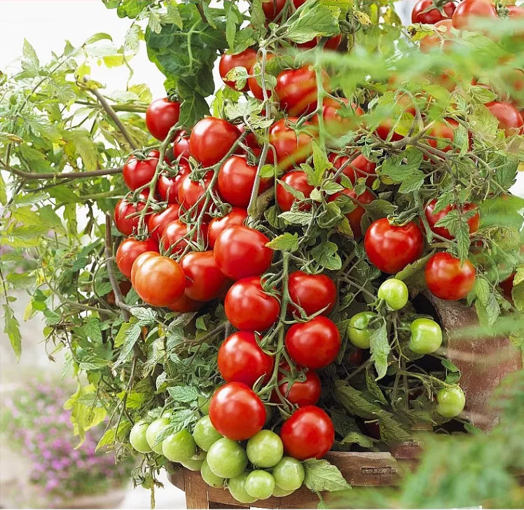 Gemischte rote/gelbe Bonsai-Kirschtomatensamen