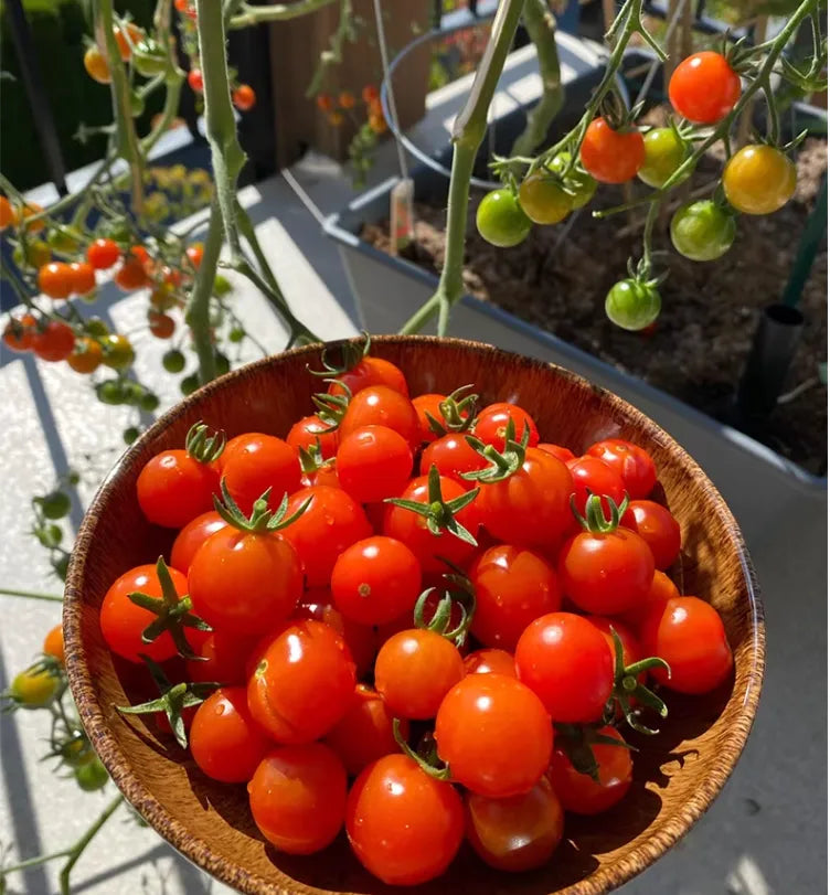 Gemischte rote/gelbe Bonsai-Kirschtomatensamen