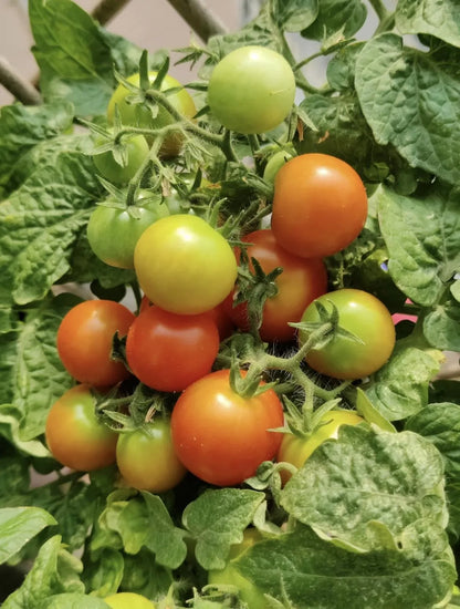 Gemischte rote/gelbe Bonsai-Kirschtomatensamen