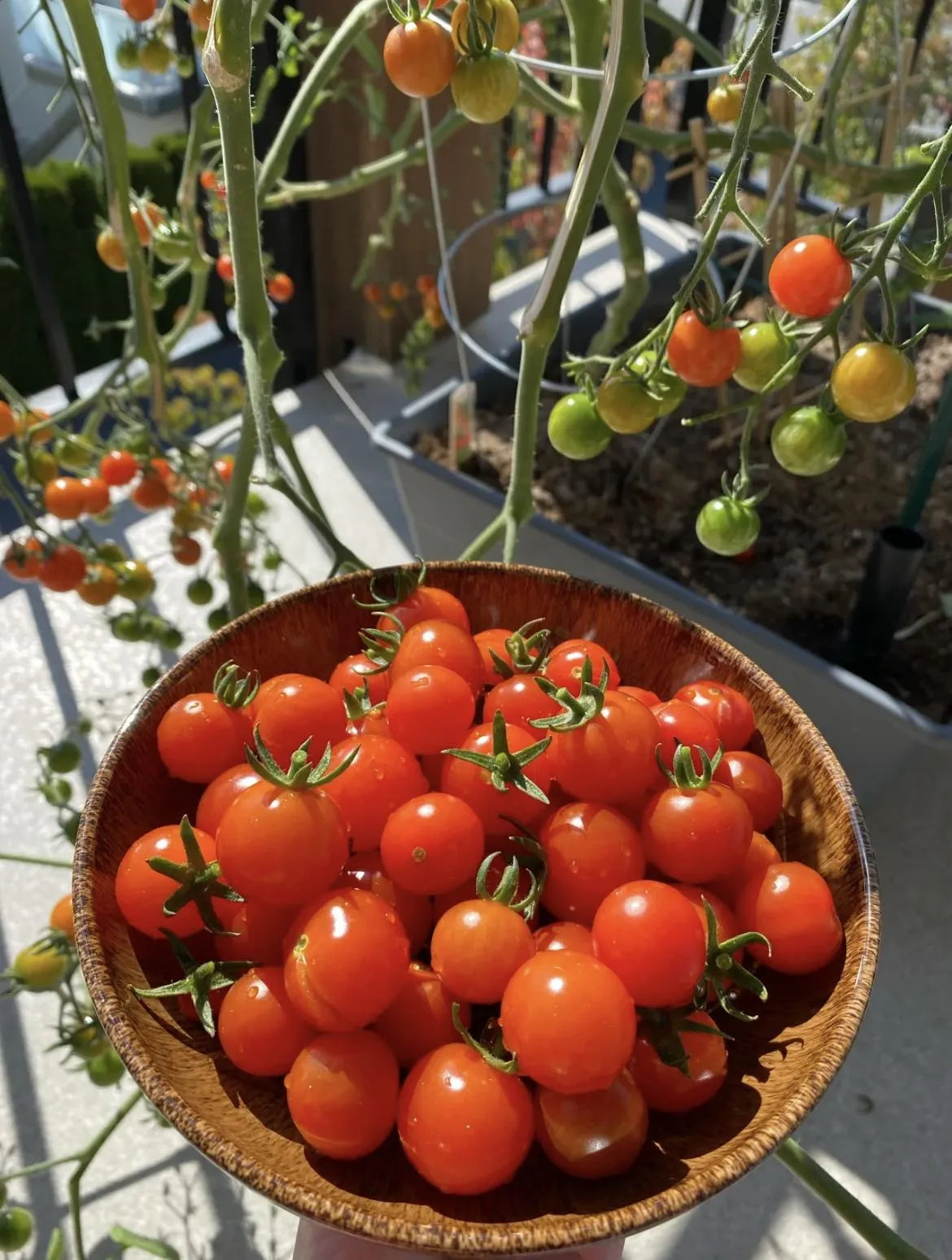 Gemischte rote/gelbe Bonsai-Kirschtomatensamen