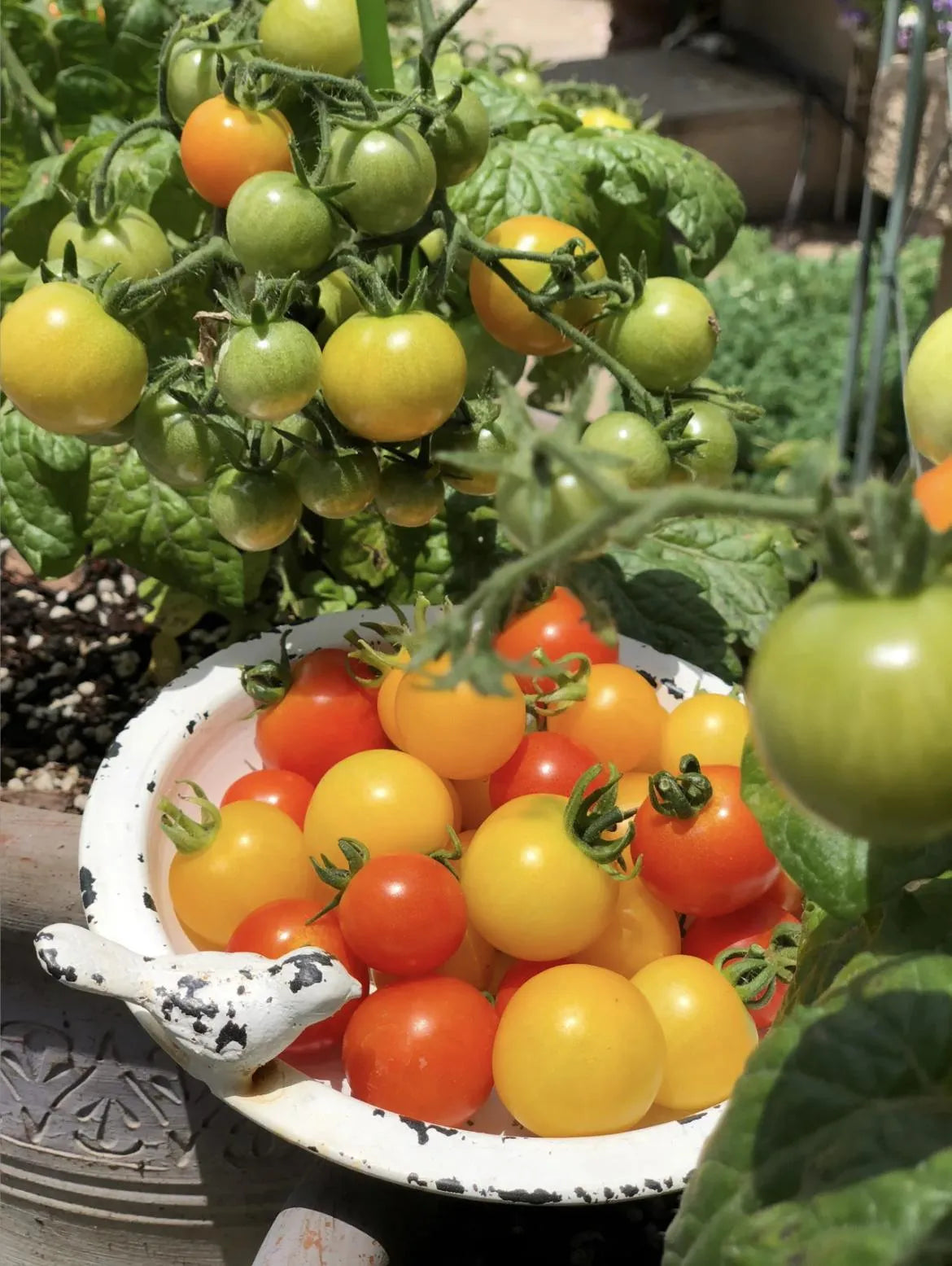 Gemischte rote/gelbe Bonsai-Kirschtomatensamen