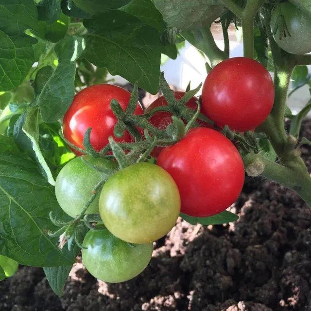 Gemischte rote/gelbe Bonsai-Kirschtomatensamen