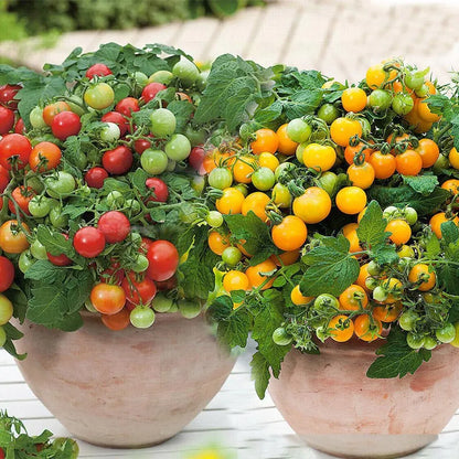 Gemischte rote/gelbe Bonsai-Kirschtomatensamen