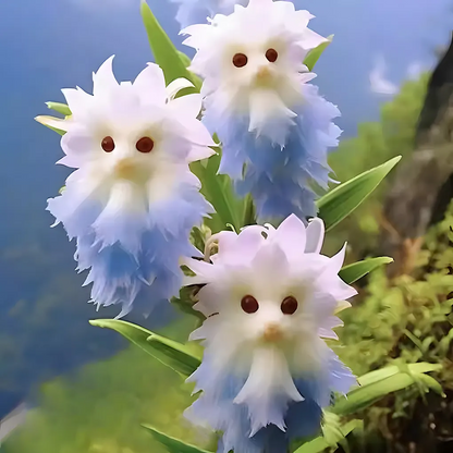 🔥🔥Beeilen Sie sich, bevor der Vorrat ausgeht! Katzenaugenblume