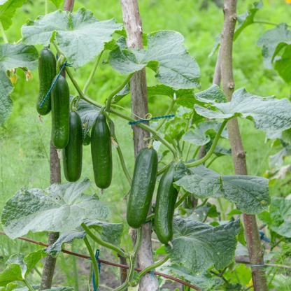 🥒🥒 Dornlose Mini-Gurkensamen😋