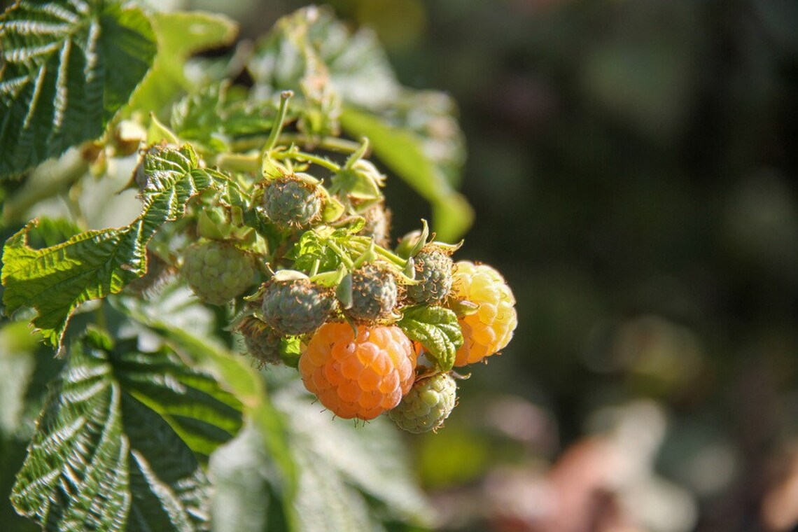 SEHR SELTENE SAMEN Golden Black Raspberry „Goldenberry“ Yellow Black Caps