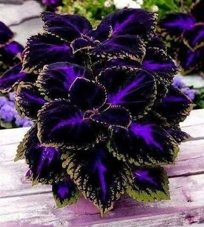 🔥🔥Hochwertige Pflanzen💥Coleus - schwarz blau