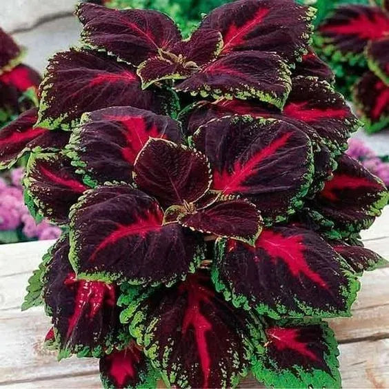 🔥🔥Hochwertige Pflanzen💥Coleus - schwarz blau