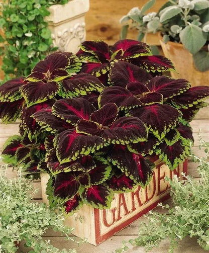 🔥🔥Hochwertige Pflanzen💥Coleus - schwarz blau