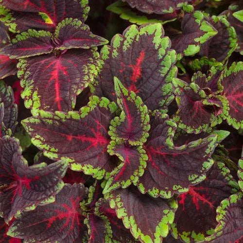 🔥🔥Hochwertige Pflanzen💥Coleus - schwarz blau