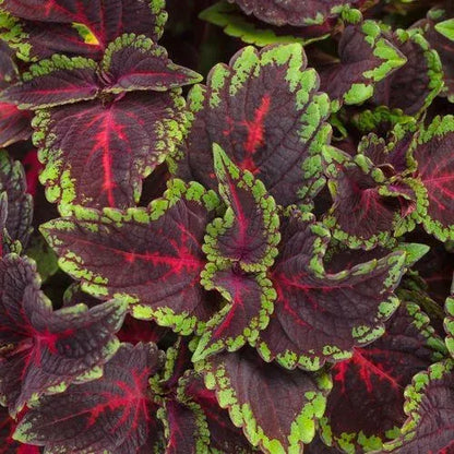 🔥🔥Hochwertige Pflanzen💥Coleus - schwarz blau