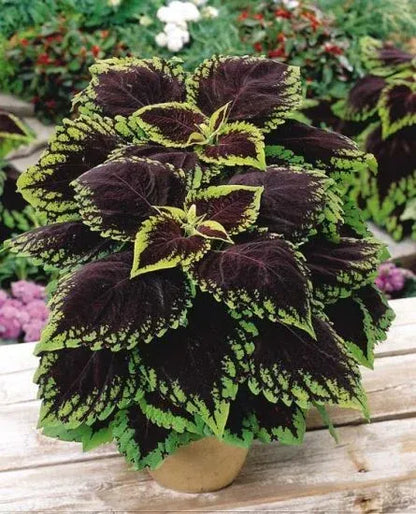 🔥🔥Hochwertige Pflanzen💥Coleus - schwarz blau