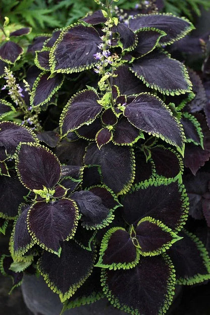 🔥🔥Hochwertige Pflanzen💥Coleus - schwarz blau