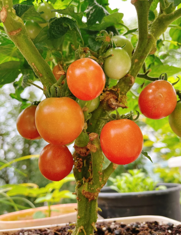 Gemischte rote/gelbe Bonsai-Kirschtomatensamen