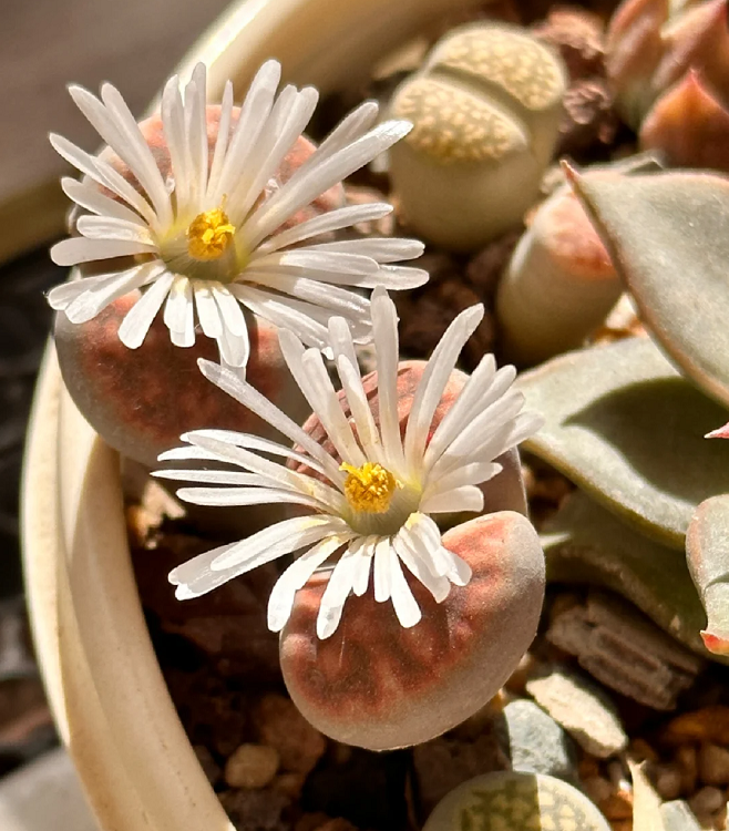 Kreieren Sie Ihren eigenen einzigartigen Garten🌾🌾Organische Lithops-Samen