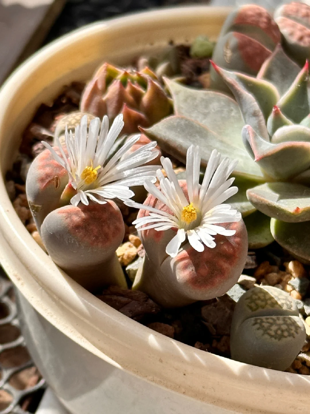 Kreieren Sie Ihren eigenen einzigartigen Garten🌾🌾Organische Lithops-Samen