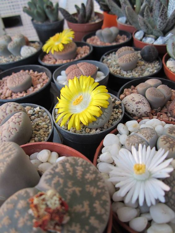 Kreieren Sie Ihren eigenen einzigartigen Garten🌾🌾Organische Lithops-Samen