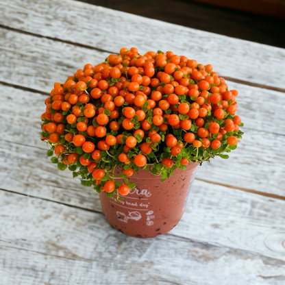 🍎 Rote Perlen - Kleine Mini-Tomaten