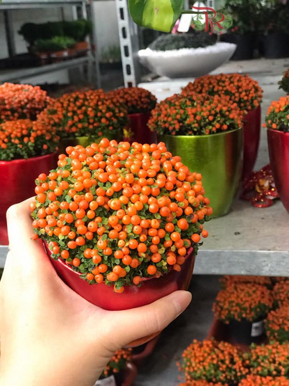 🍎 Rote Perlen - Kleine Mini-Tomaten