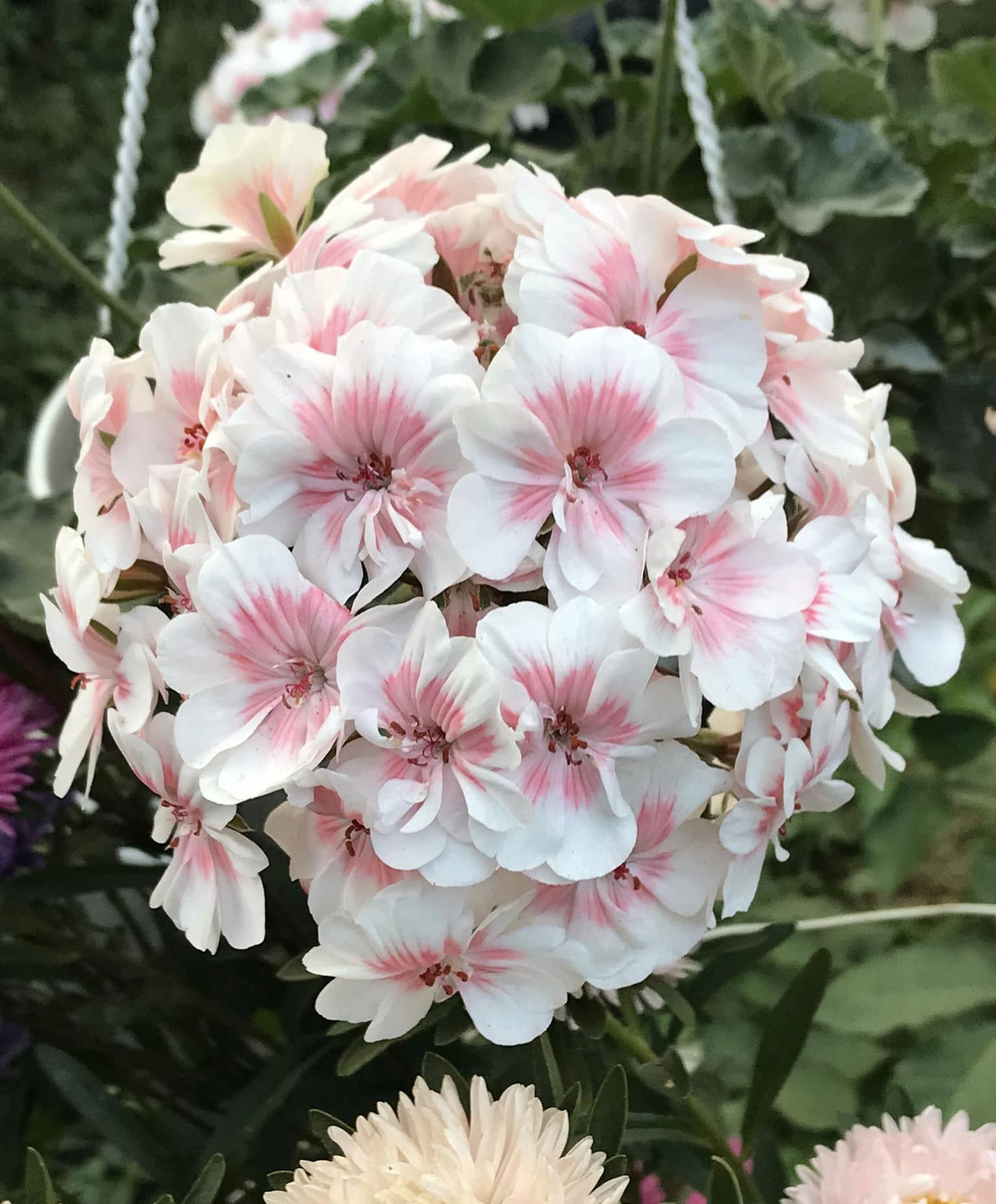 🌼🌼Leuchtend bunte Geranien mehrjährig