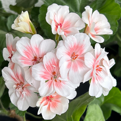 🌼🌼Leuchtend bunte Geranien mehrjährig