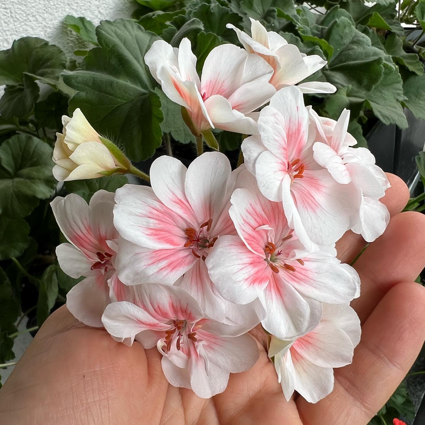 🌼🌼Leuchtend bunte Geranien mehrjährig