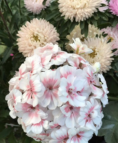 🌼🌼Leuchtend bunte Geranien mehrjährig