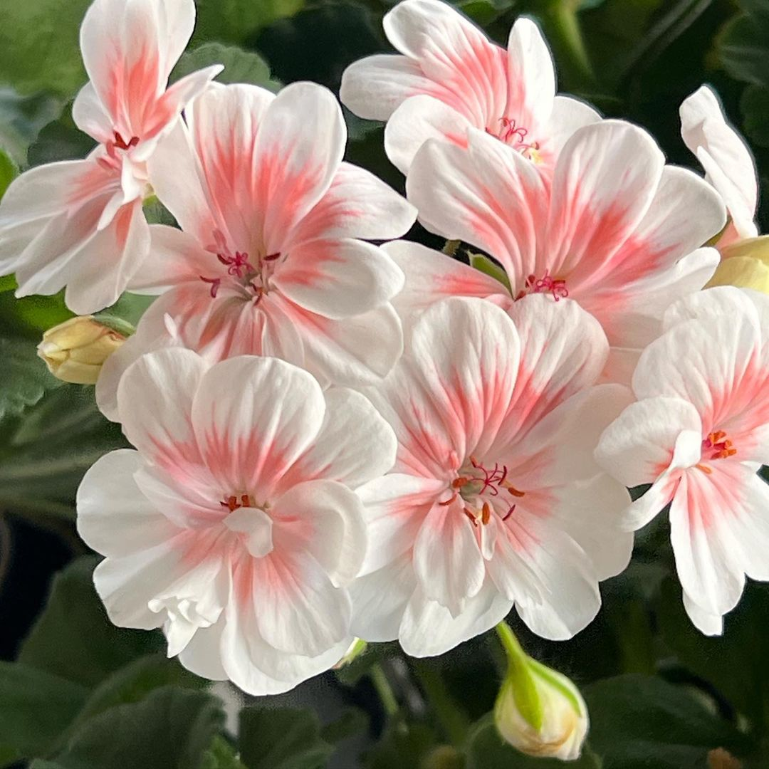 🌼🌼Leuchtend bunte Geranien mehrjährig