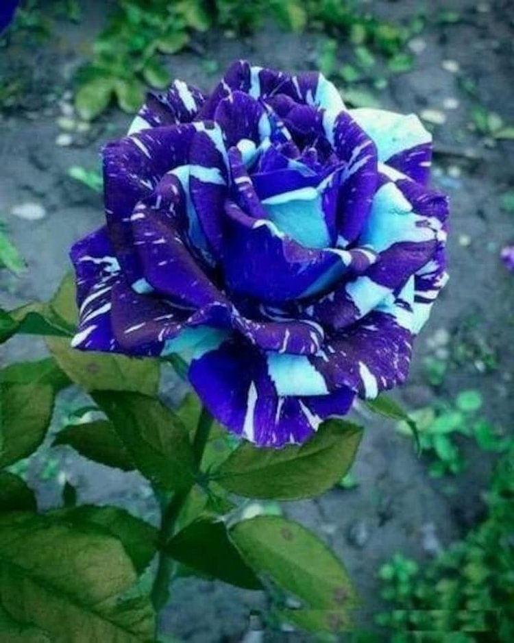 Blue Dragon Rose Samen-Perennial