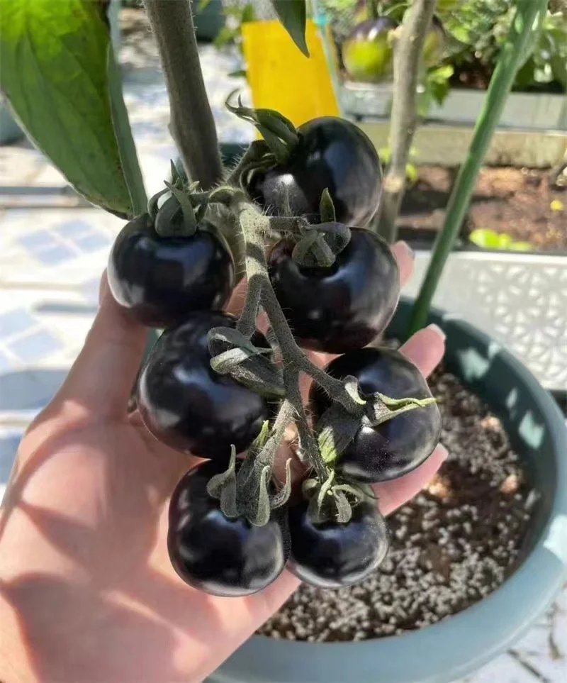 🍅 süß und saftig-Schwarze Rose Kleine Tomate