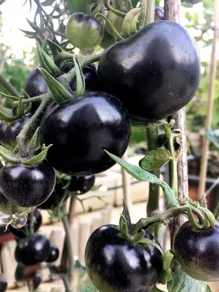 🍅 süß und saftig-Schwarze Rose Kleine Tomate