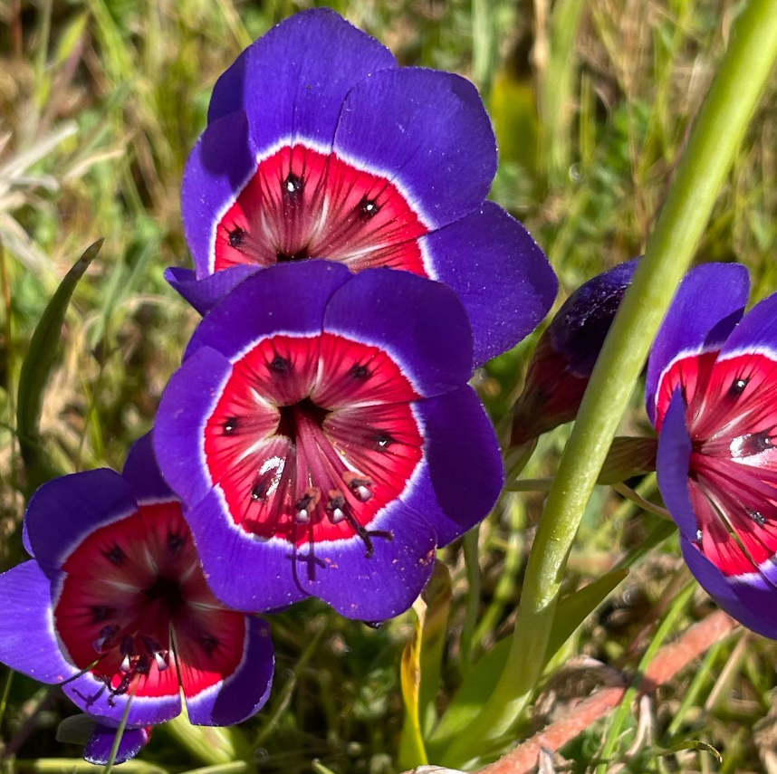 Dreifarbige Rosen-Samen – Ein Spektakel der Natur 🌹🌈